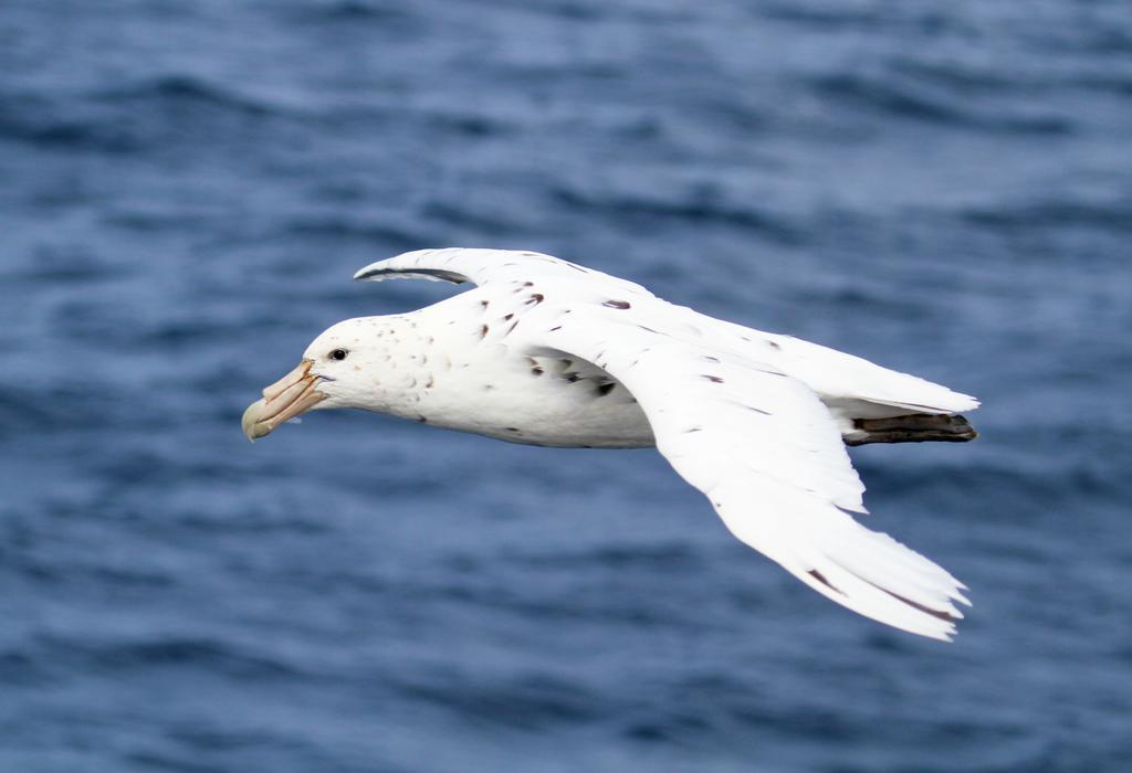 The White Morph - Heritage Collection Kaikoura Exteriör bild
